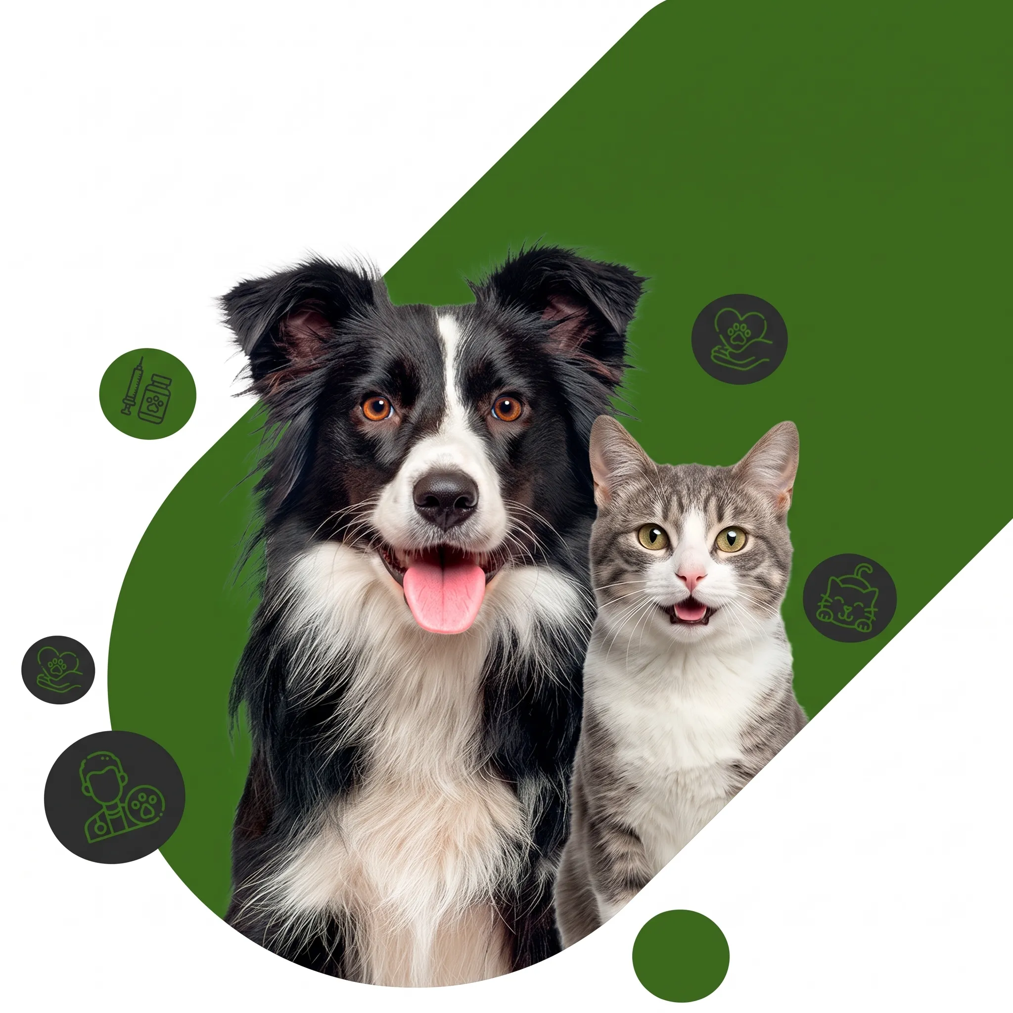 Cão border collie e gato rajado sorrindo sobre forma verde